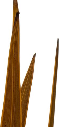 Vickerman 18-30" Brown Snake Grass. Includes 36 Stems (3 - 12 Stem Bundles), Dried in Saudi Arabia