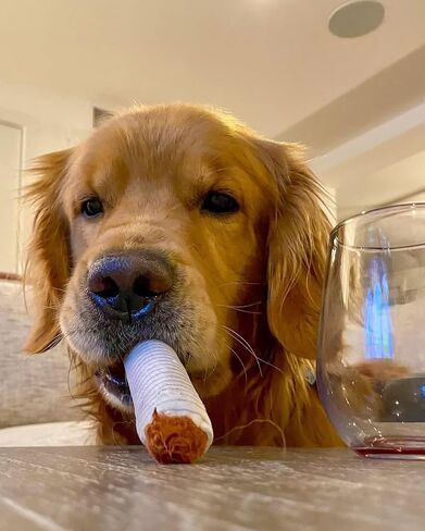 Nocciola Funny Squeaky Cigarette Dog Toys, Interactive Entertainment Plush Stuffed Pet Chew Supplies for Small Medium Breed, Outdoor Boredom Mental Stimulation Dog Accessories Boy, Dog Lover Gifts in Kuwait