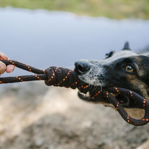 P.L.A.Y. Cute Outdoor Dog Toys - Scout & About Tug Rope Chew Toy, Great for Puppies & Small, Medium, Large Dogs - Machine Washable, Ultra-Durable, Good for Agility Training, Tugging, Fetch (Small) in Kuwait