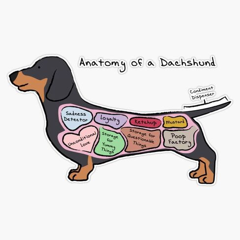 MAGNET Anatomy Of A Dachshund Vinyl Waterproof Magnetic Sticker Vinyl Waterproof Magnet Decal Car 5" in Saudi Arabia