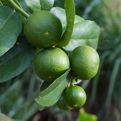 Aromatics International Premium Organic Lemon Essential Oil 5ml | 100% Pure Essential Oil for Diffusion & Aromatherapy in Kuwait