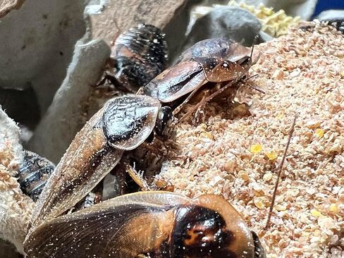 BadAssBugs™ 2LB Premium Dubia Roach & Cricket Chow in Kuwait