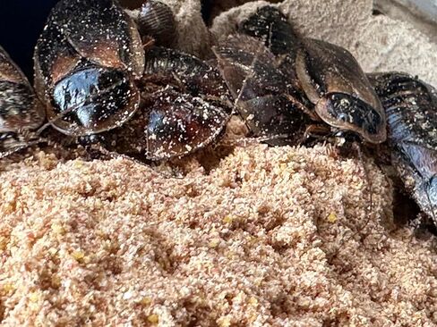 BadAssBugs™ 2LB Premium Dubia Roach & Cricket Chow in Kuwait
