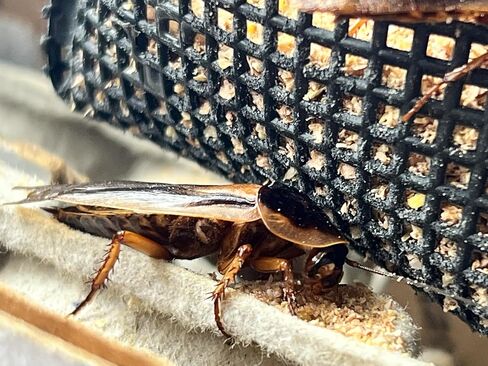 BadAssBugs™ 2LB Premium Dubia Roach & Cricket Chow in Kuwait