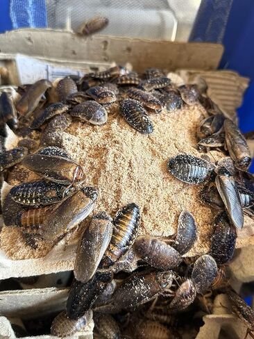BadAssBugs™ 2LB Premium Dubia Roach & Cricket Chow in Kuwait