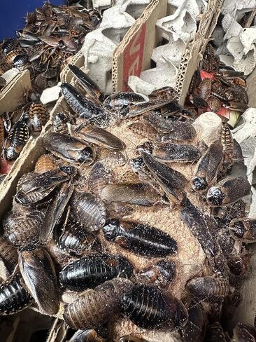 BadAssBugs™ 2LB Premium Dubia Roach & Cricket Chow in Kuwait