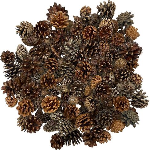 Cinnamon Pine Cones Scented - 1lb Pack Small Cinnamon Pinecones Decor - Rustic Christmas Decor - Mini Pinecones for Crafts - Small Pinecones - Pine Cone Ornaments - Small Pinecones for Crafts in Kuwait