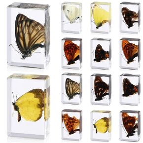 12 Pcs Insect in Resin Specimen Butterfly Bugs Collection Paperweights，12 Styles Real Bug Specimen Bug Kit Preserved in Resin for Scientific Educational Display Supplies (Insect)