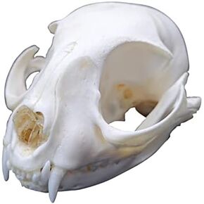 1PCS Taxidermy Real Bone Cat Skull, Animal Bones Real for Craft, Skull Decoration for Home, Specimen Collectibles Study