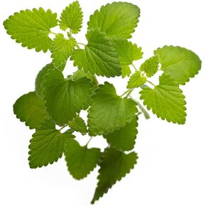 Catnip Seeds for Planting, 4400+ Herb Seeds, Indoor or Outdoor Growing, Heirloom, Non-GMO, Cats Love Catnip Leaves. (Catnip Seeds, 2 X 1500mg)