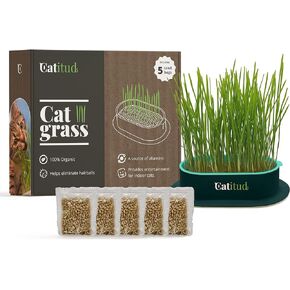 Cat Grass Growing Kit with 5 Packets HYDROPONIC Seeds | Cat Grass Kit Includes Pot with Non-Slip Base | Cat Grass for Indoor Cats with Planter, Best Gift for Cats (Dark Blue with Pink)