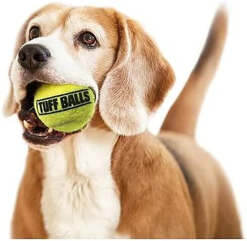 PetSport Jr Yellow Tuff Ball - Small Tennis Balls for Dogs, Small Dog Balls, Dog Toys, Tennis Balls Dog, Balls for Dogs, Puppy Balls, Natural Rubber, Certified Non-Toxic - 1.8 Inch Each, (Pack of 6) in Kuwait
