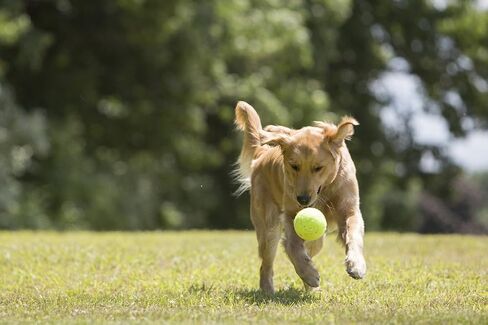 PetSport Jr Yellow Tuff Ball - Small Tennis Balls for Dogs, Small Dog Balls, Dog Toys, Tennis Balls Dog, Balls for Dogs, Puppy Balls, Natural Rubber, Certified Non-Toxic - 1.8 Inch Each, (Pack of 6) in Kuwait