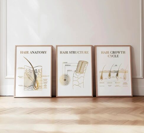 Wall Art 3 Pieces Hair Anatomy Poster Hair Structure Hair Growth Cycle Prints Canvas Painting Trichology Framed Artwork for Hair Salon Decoration No Frame in Kuwait