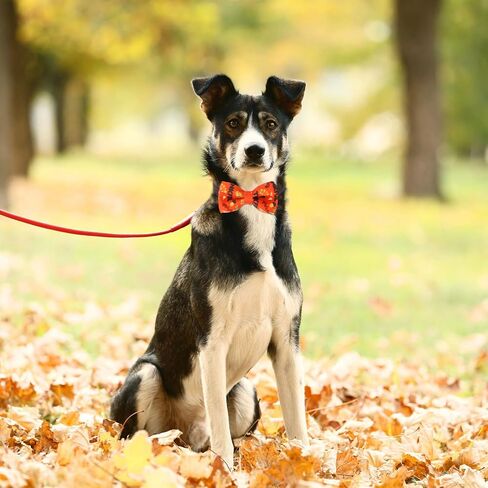 30 Pcs Dog Collar Bow Ties Bulk Dog Bowtie Holiday Dog Accessories Collar Charms Detachable Attachment Puppy Bows for Small Medium Large Dogs Cat Grooming Supply (Fall Style) in Saudi Arabia