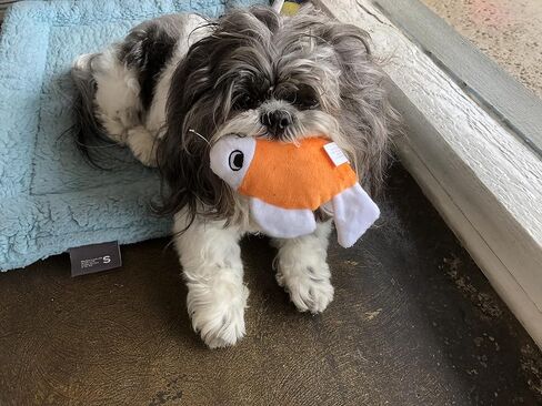 TinyToy Blue Crab Plush Small Breed Dog Toy in Saudi Arabia