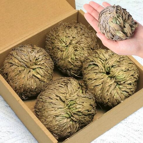 14-Pack Dried Rose of Jericho, Selaginella Resurrection Grass, Dried Fern Scale Leaf Prayer Plant, Symbol of Abundance and Prosperity, Ideal for Home Decoration and Spiritual Healing in Saudi Arabia