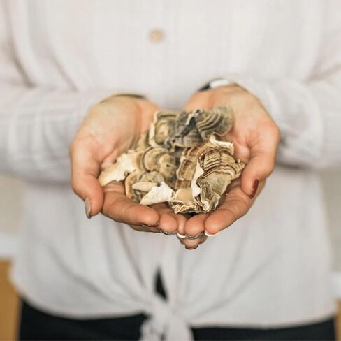 Flora Health Flor-Essence with Turkey Tail & Turmeric, Rich in Polysaccharides, 35+ Phenolic Compounds with Antioxidants and Immunity Support, 17-fl. oz. Glass Bottle in Kuwait