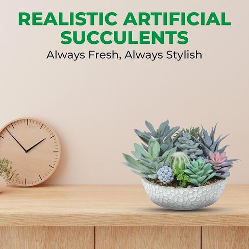 Premium Assorted Artificial Succulent Collection - Large Real Touch Artificial Cactus, Aloe Vera & Succulent Plants Artificial with Pots for Home Office Indoor (Artificial Coconut Shell - Pot) in Kuwait