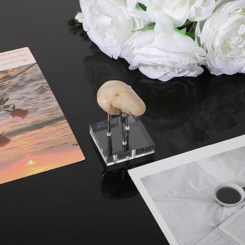 8 Pack Clear Acrylic Display Stand, Metal 3 Peg Rock Display Easel Stands 3 Peg Displays Stand for Fossil Coral Crystal Geodes Rock Mineral Agate Small Collectibles Acrylic Holder in Saudi Arabia