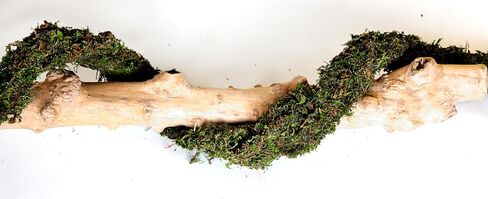 SuperMoss (22711 MossVine Garland, Fresh Green, 12ft in Kuwait