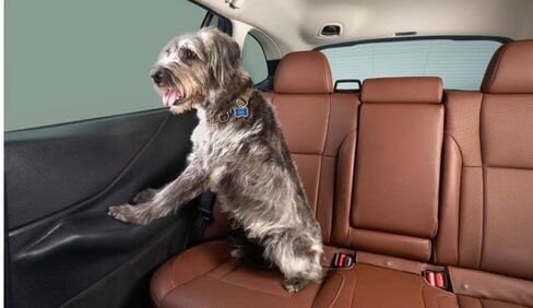 Subaru 2019-2024 Subaru Forester Pet Rear Door Protector SOA567R100 Genuine OEM Factory in Saudi Arabia