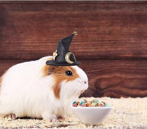 4 قطع زي خنزير غينيا نجمة وقمر قبعات صغيرة للحيوانات الصغيرة مثل الهامستر والجرذان والثعابين والسحالي وخنازير غينيا ملابس تنكرية لحفلات العطلات in Kuwait