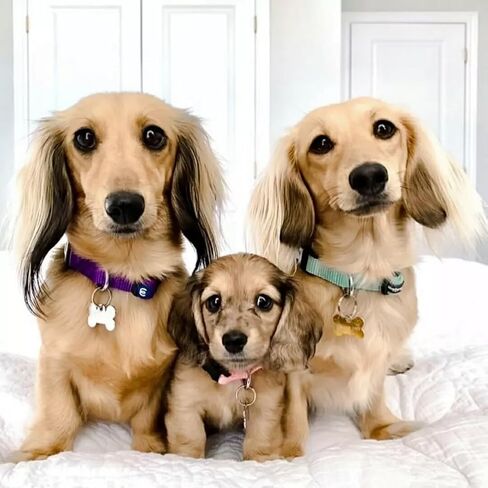 Blueberry Pet Essentials Matching Medium Dog Collar | Adjustable Classic Solid Color Nylon Dog Collars for Medium Dogs | Verdant Green Dog Collar for Medium Dogs in Kuwait
