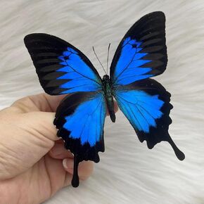 Real Butterfly specimens, Handmade Real Butterfly Frames, Exquisite Real Butterflies for Collection, Home Decoration, etc ﻿
