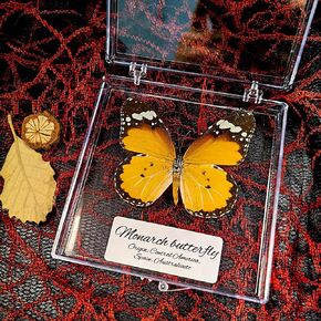 Real Taxidermy Butterfly - Butterfly Specimen Artwork Material Decor, Taxidermy Animals Transparent Box Multiple Choice (Yellow Butterfly Gift)