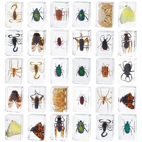 30 Pcs Insect in Resin Bug Preserved Specimen Collection Paperweights Resin Insects Various Insect Specimen for Kids Scientific Educational Toy Display Supplies,Private Collection, Home Decor