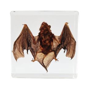 Real Frog Lifecycle Specimens in Resin Paperweight Crafts, Animal Taxidermy Collection for Science Education & Desk Ornament (Frog Lifecycle)