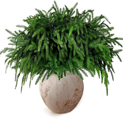 12 Pcs Christmas Norfolk Pine Branches 18 Inch Artificial Norfolk Pine Stems Faux Stem Greenery Pine for DIY Crafts Garland Wreath Xmas and Home Decor in Saudi Arabia