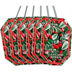 HomeWorx by SLATKIN + CO. Auto Hanger - Frozen Balsam Premium Scented Air Freshners in Kuwait