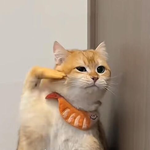 Mini Hands for Cats, Tiny Hands for Cats, Little Cat Hands for Fingers, Finger Puppet for Cat Paws, Finger Gloves for Cats, Small Rubber Human Hands for Cats (3pcs) in Kuwait