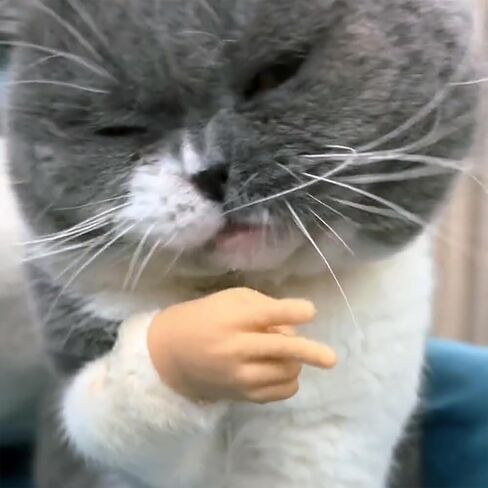 Mini Hands for Cats, Tiny Hands for Cats, Little Cat Hands for Fingers, Finger Puppet for Cat Paws, Finger Gloves for Cats, Small Rubber Human Hands for Cats (3pcs) in Kuwait