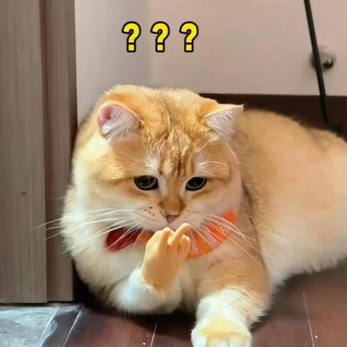 Mini Hands for Cats, Tiny Hands for Cats, Little Cat Hands for Fingers, Finger Puppet for Cat Paws, Finger Gloves for Cats, Small Rubber Human Hands for Cats (3pcs) in Kuwait