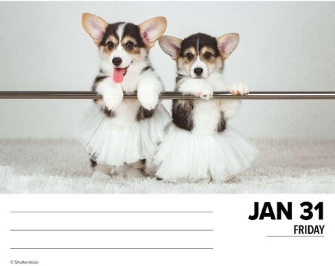 Willow Creek Press Corgis Daily 2025 Box/Desk Calendar (5.86" x 4.72") in Saudi Arabia