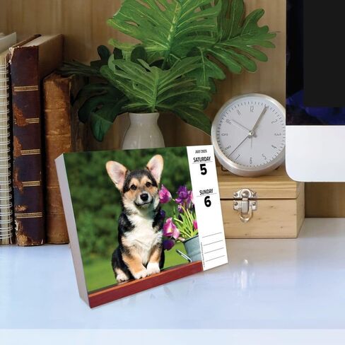 Willow Creek Press Corgis Daily 2025 Box/Desk Calendar (5.86" x 4.72") in Saudi Arabia