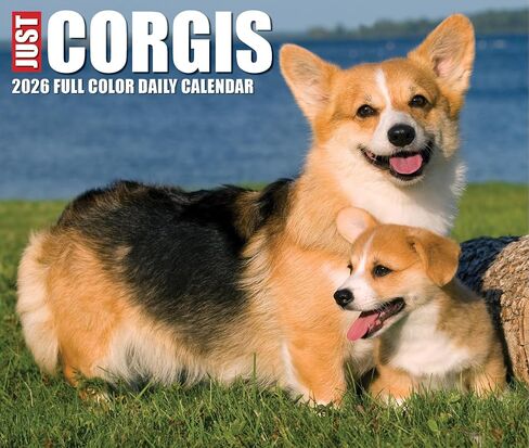 Willow Creek Press Corgis Daily 2025 Box/Desk Calendar (5.86" x 4.72") in Saudi Arabia