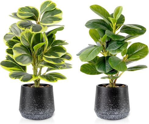 2 حزمة من النباتات الاصطناعية بوعاء واقعية Peperomia Obtusifolia، 11 بوصة خضراء صناعية صغيرة للمكتب أو الحمام أو المكتب أو ديكور المنزل (دائم الخضرة، صيانة مجانية) in Saudi Arabia