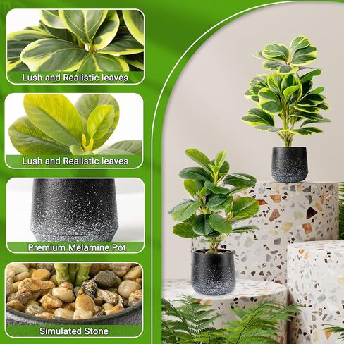 2 حزمة من النباتات الاصطناعية بوعاء واقعية Peperomia Obtusifolia، 11 بوصة خضراء صناعية صغيرة للمكتب أو الحمام أو المكتب أو ديكور المنزل (دائم الخضرة، صيانة مجانية) in Saudi Arabia