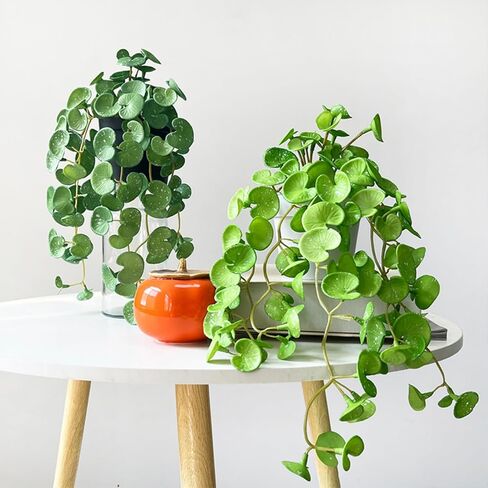 Artificial Plant Mini Bouquet Copper Coin Grass with Soft Glue, Hanging Plants for Shelf, Fake Green Plants Wall Hanging for Home, Office & Garden Decoration in Saudi Arabia