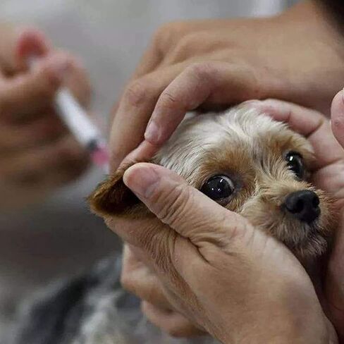 50Pack-3ml/cc مستهلكات المختبر مع أداة Luer Lock 23G1inch ملفوفة بشكل فردي in Kuwait