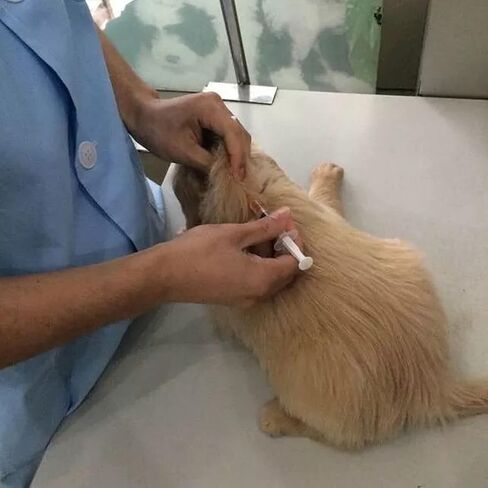 50Pack-3ml/cc مستهلكات المختبر مع أداة Luer Lock 23G1inch ملفوفة بشكل فردي in Kuwait