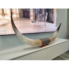 Authentic Large Chunky Real Bull Longhorn Leather Horn Mount - 47" to 50" - Steer Horns Truck Wall Hangings and Wall Decor, Truck Bull Horns in Saudi Arabia