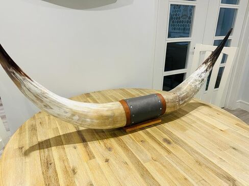 Authentic Large Chunky Real Bull Longhorn Leather Horn Mount - 47" to 50" - Steer Horns Truck Wall Hangings and Wall Decor, Truck Bull Horns in Saudi Arabia