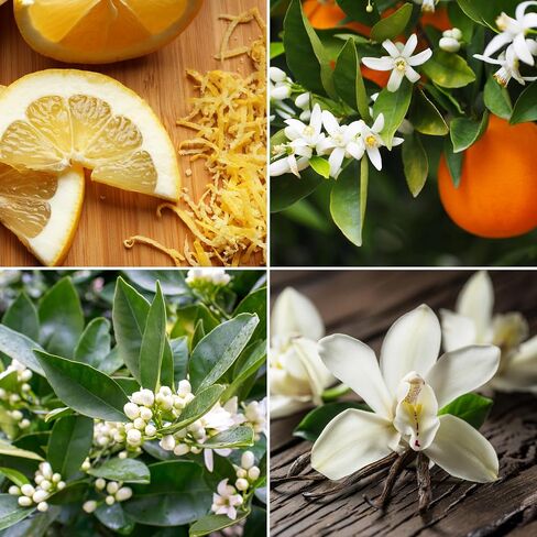 Aroma from Nature Wellness Collection Candle, 12 oz, 2 Cotton Wicks, White Tea Citron, Large Painted Jar in Saudi Arabia