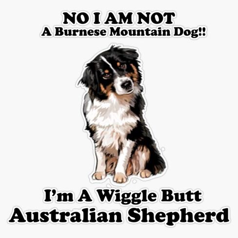 MAGNET Black Tri Australian Shepherd - No I Am Not A Burnese Mountain Dog! Vinyl Waterproof Magnetic Sticker Vinyl Waterproof Magnet Decal Car 5" in Saudi Arabia