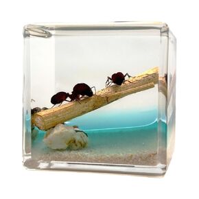 Introvibes Real Scorpion in Resin,Specimen in Resin, Gift for Curious Kids and Potential Biologists, Paperweight as Miniature Desert